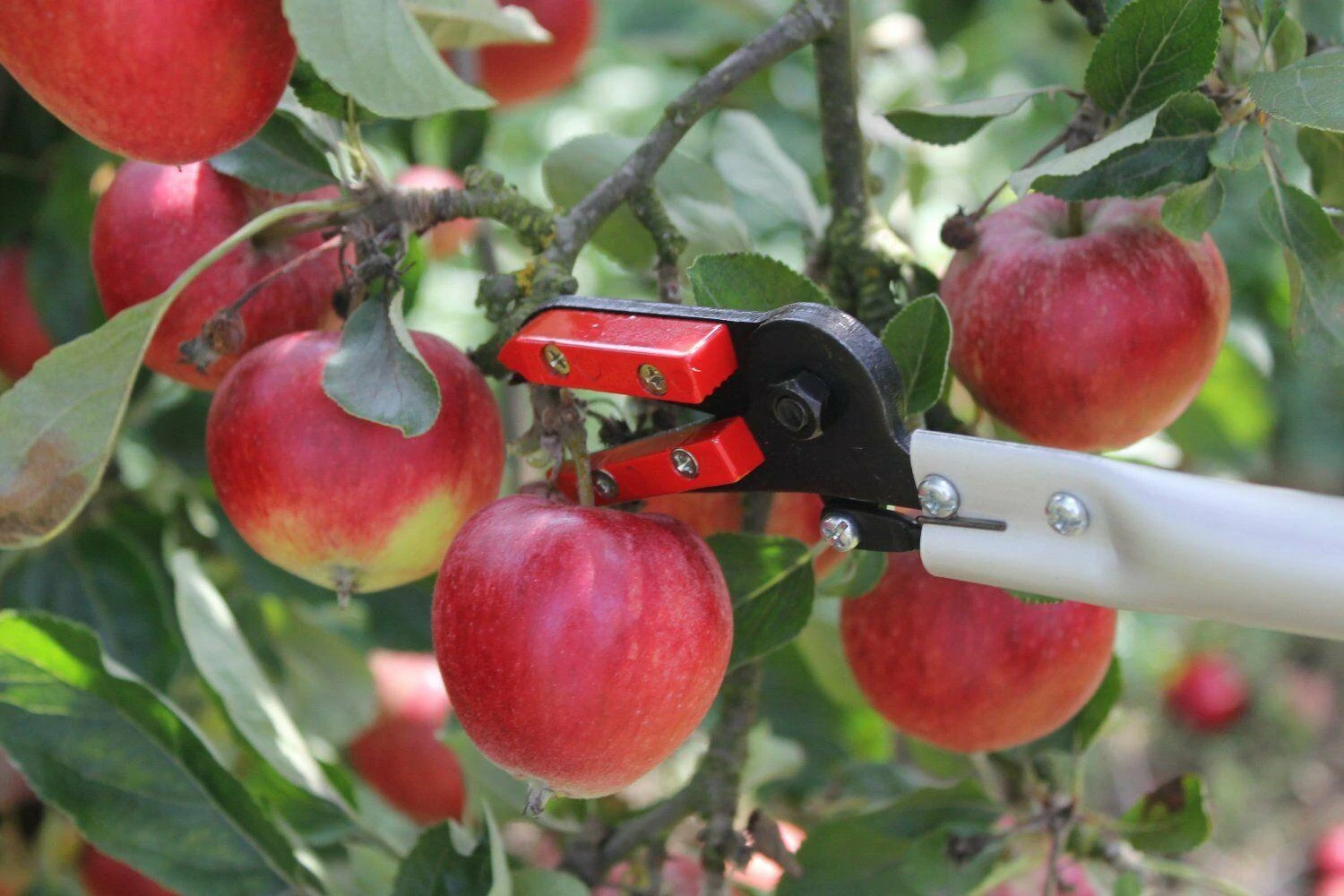 Darlac Snapper Long Reach Pruner DP110-650 - Image 4