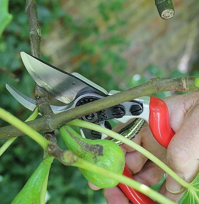 Darlac Expert Bypass Pruner DP1030A - Image 3